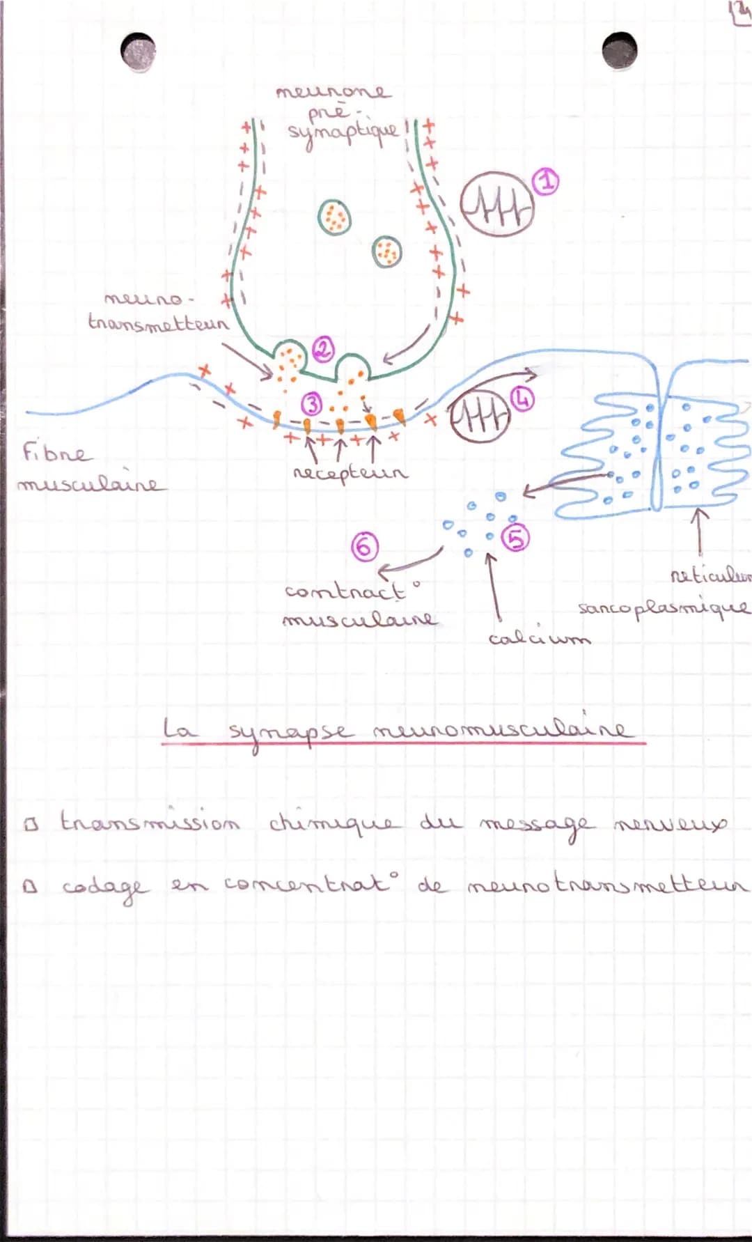 SVT
Conps humaim et
Santé
CHAPITRE 1: LES REFLEXES
I- ETUDE D'UN REFLEXE
dos
A pantin d'un elem" qui est capté pan
teuns sensoriels,
песер
m