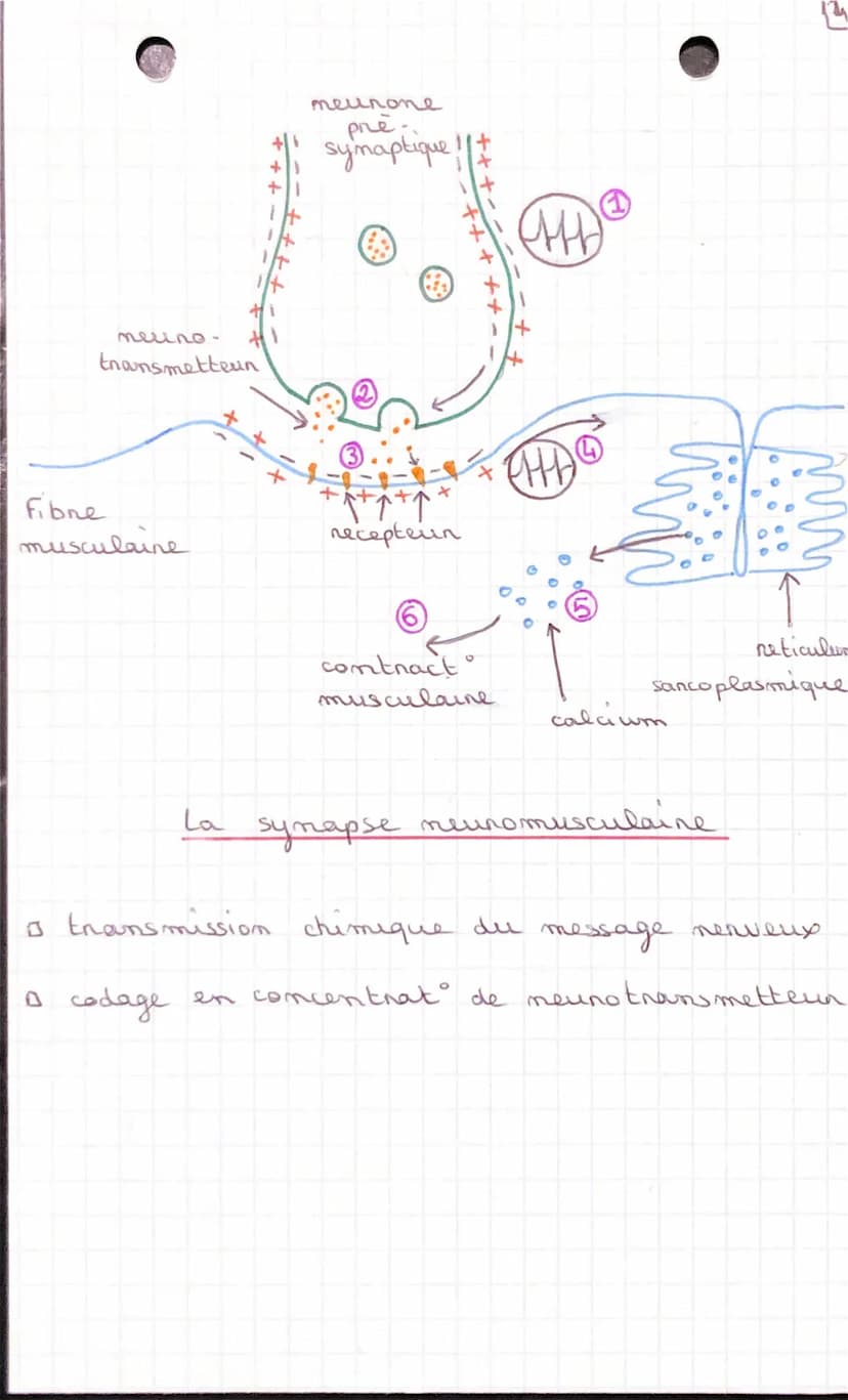 SVT
Conps humaim et
Santé
CHAPITRE 1: LES REFLEXES
I- ETUDE D'UN REFLEXE
dos
A pantin d'un elem" qui est capté pan
teuns sensoriels,
песер
m