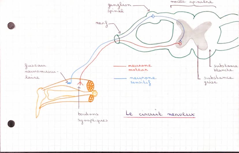 SVT
Conps humaim et
Santé
CHAPITRE 1: LES REFLEXES
I- ETUDE D'UN REFLEXE
dos
A pantin d'un elem" qui est capté pan
teuns sensoriels,
песер
m