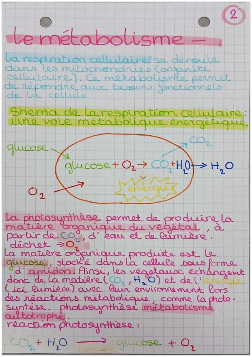 le métabolisme -
métabolisme → ensemble des.
réactions chimiques nécessaires
à la vie qui se déroulent dans
les cellules de l'organisme
il e