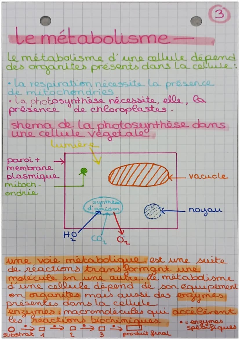 le métabolisme -
métabolisme → ensemble des.
réactions chimiques nécessaires
à la vie qui se déroulent dans
les cellules de l'organisme
il e