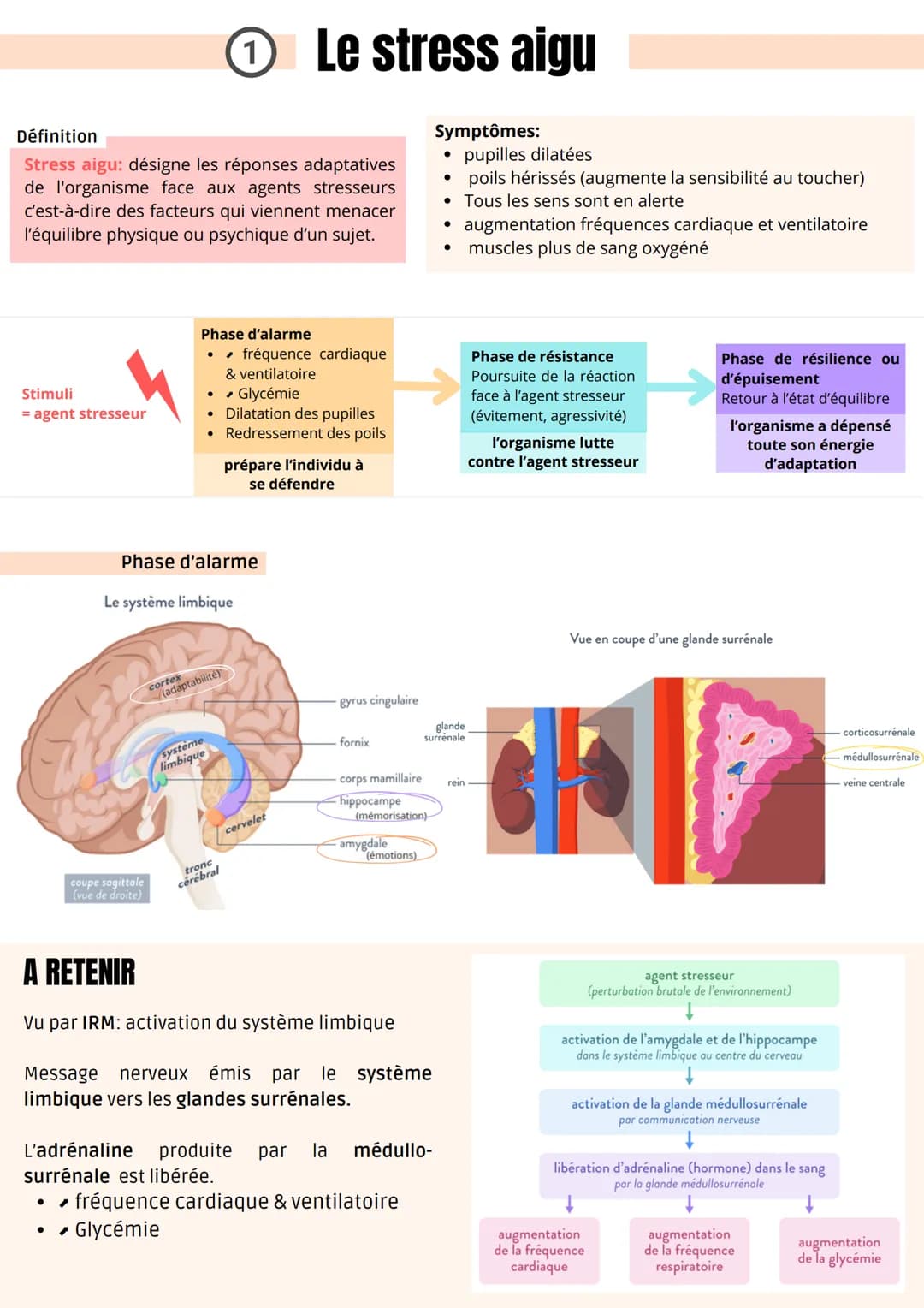 Stimuli
= agent stresseur
Définition
Stress aigu: désigne les réponses adaptatives
de l'organisme face aux agents stresseurs
c'est-à-dire de
