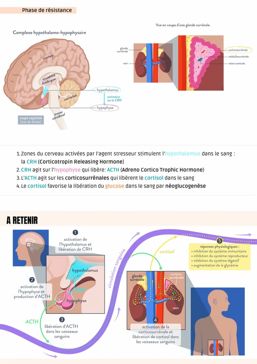 Stimuli
= agent stresseur
Définition
Stress aigu: désigne les réponses adaptatives
de l'organisme face aux agents stresseurs
c'est-à-dire de