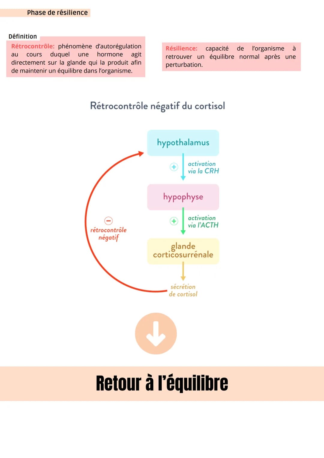 Stimuli
= agent stresseur
Définition
Stress aigu: désigne les réponses adaptatives
de l'organisme face aux agents stresseurs
c'est-à-dire de