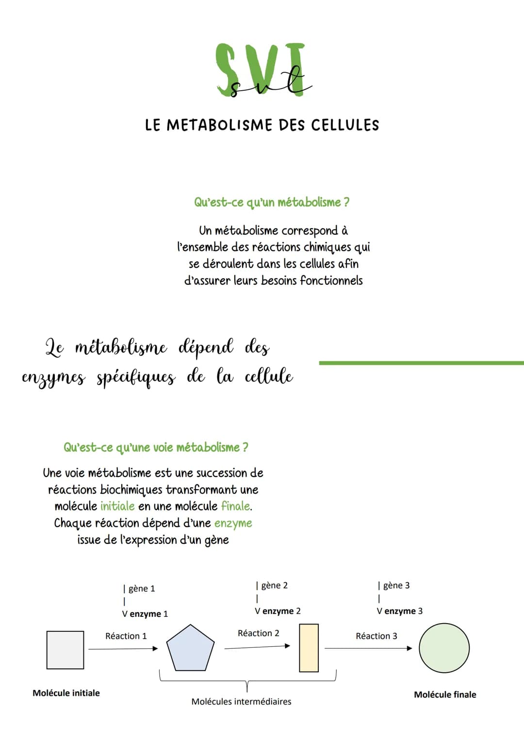 LE METABOLISME DES CELLULES
Molécule initiale
SVE
Le métabolisme dépend des
enzymes spécifiques de la cellule
Qu'est-ce qu'une voie métaboli