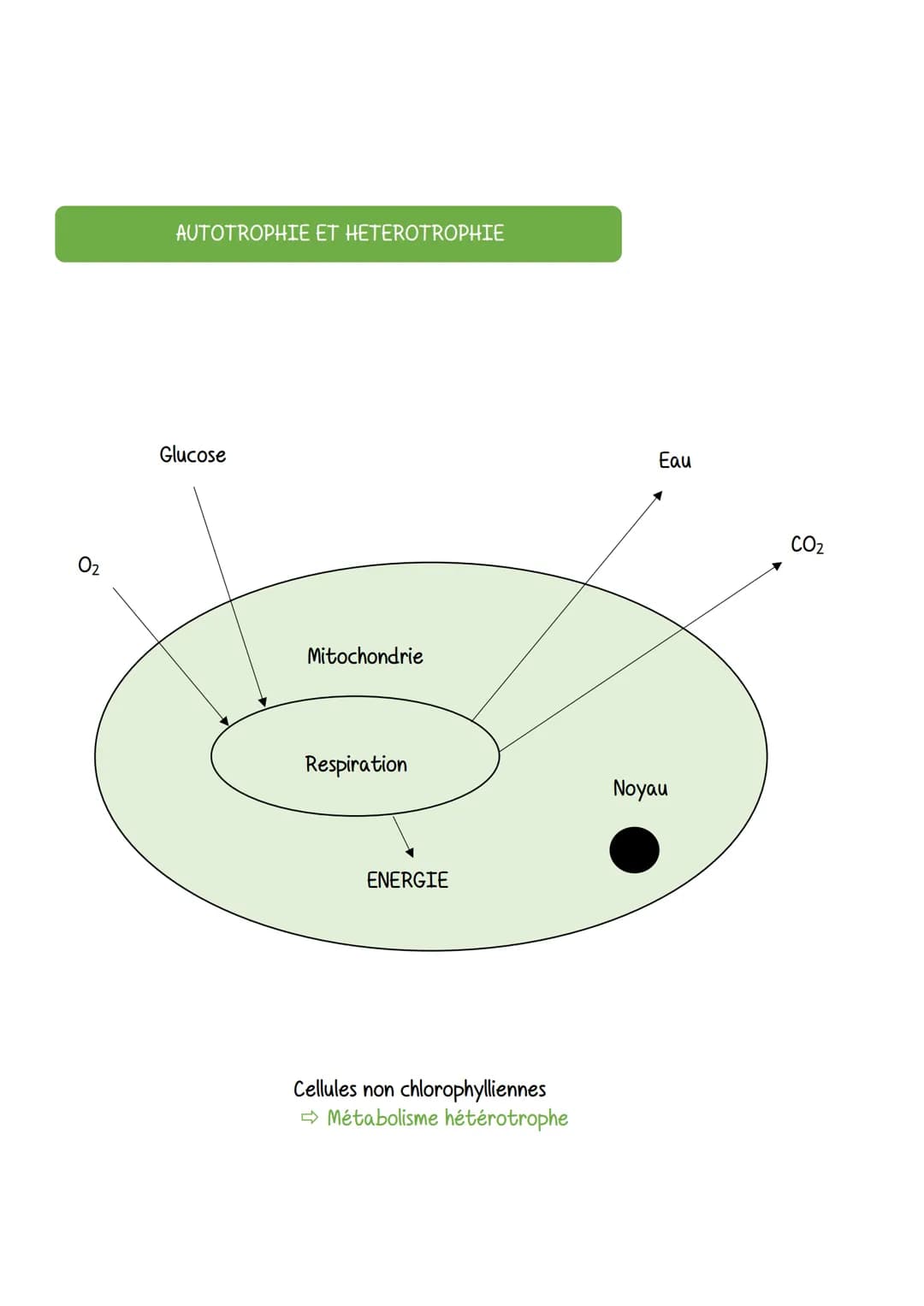 LE METABOLISME DES CELLULES
Molécule initiale
SVE
Le métabolisme dépend des
enzymes spécifiques de la cellule
Qu'est-ce qu'une voie métaboli