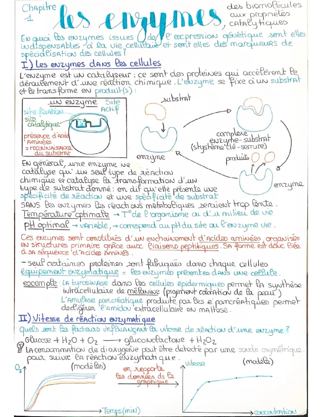 Les enzymes, des biomolécules aux propriétés catalytiques