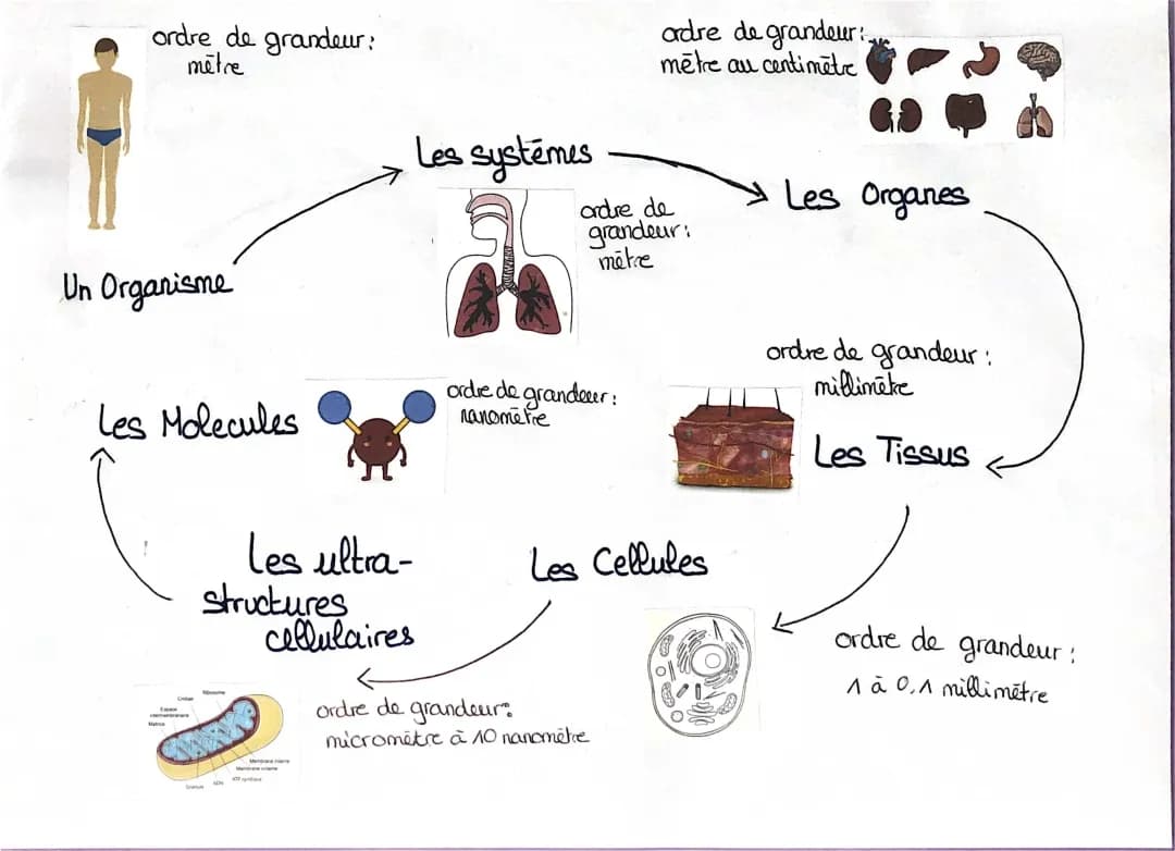Les niveaux d’organisation du corps humain