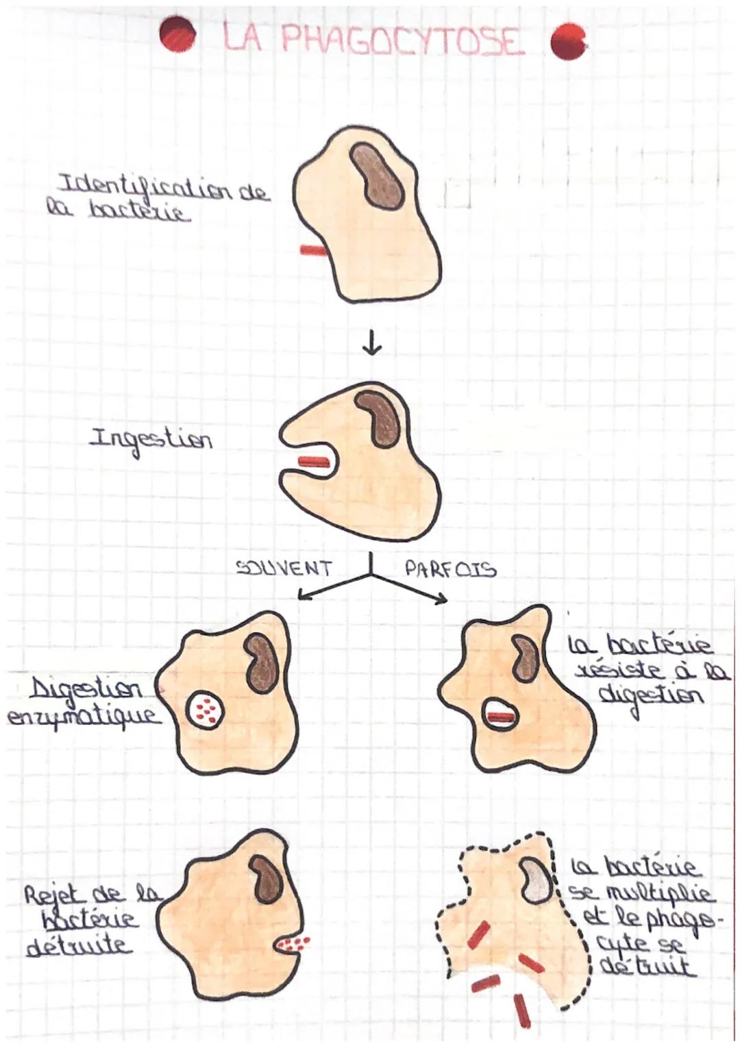 LA PHAGOCYTOSE

Identification de
la bacterie

↓

Ingestion

Digestion
enzymatique

SOUVENT

PARFOIS

La bactévé
resiste à l
digestion

Reje