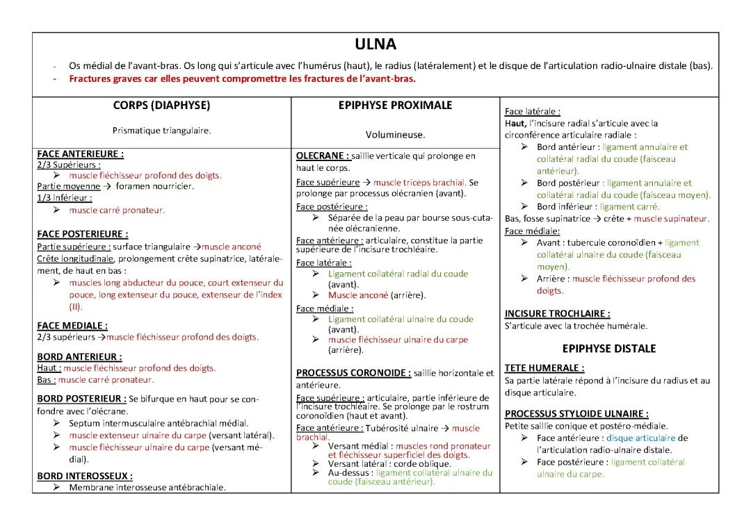 Ulna