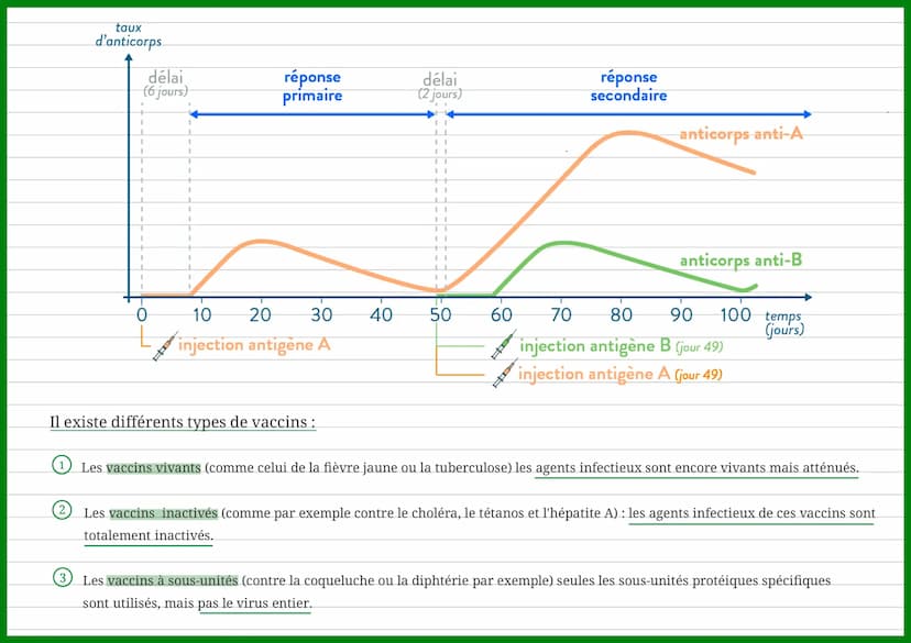 'Termes
I
I
Mémoire
1
I immunitaire
↓
I
↓
T
I
I
+
I
La vaccination et la réponse immunitaire
1
I
Lymphocytes
mémoires
Réponse
I
■ immunitair