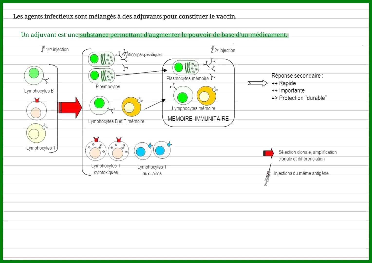 'Termes
I
I
Mémoire
1
I immunitaire
↓
I
↓
T
I
I
+
I
La vaccination et la réponse immunitaire
1
I
Lymphocytes
mémoires
Réponse
I
■ immunitair