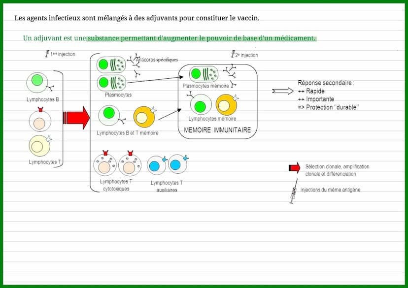 'Termes
I
I
Mémoire
1
I immunitaire
↓
I
↓
T
I
I
+
I
La vaccination et la réponse immunitaire
1
I
Lymphocytes
mémoires
Réponse
I
■ immunitair