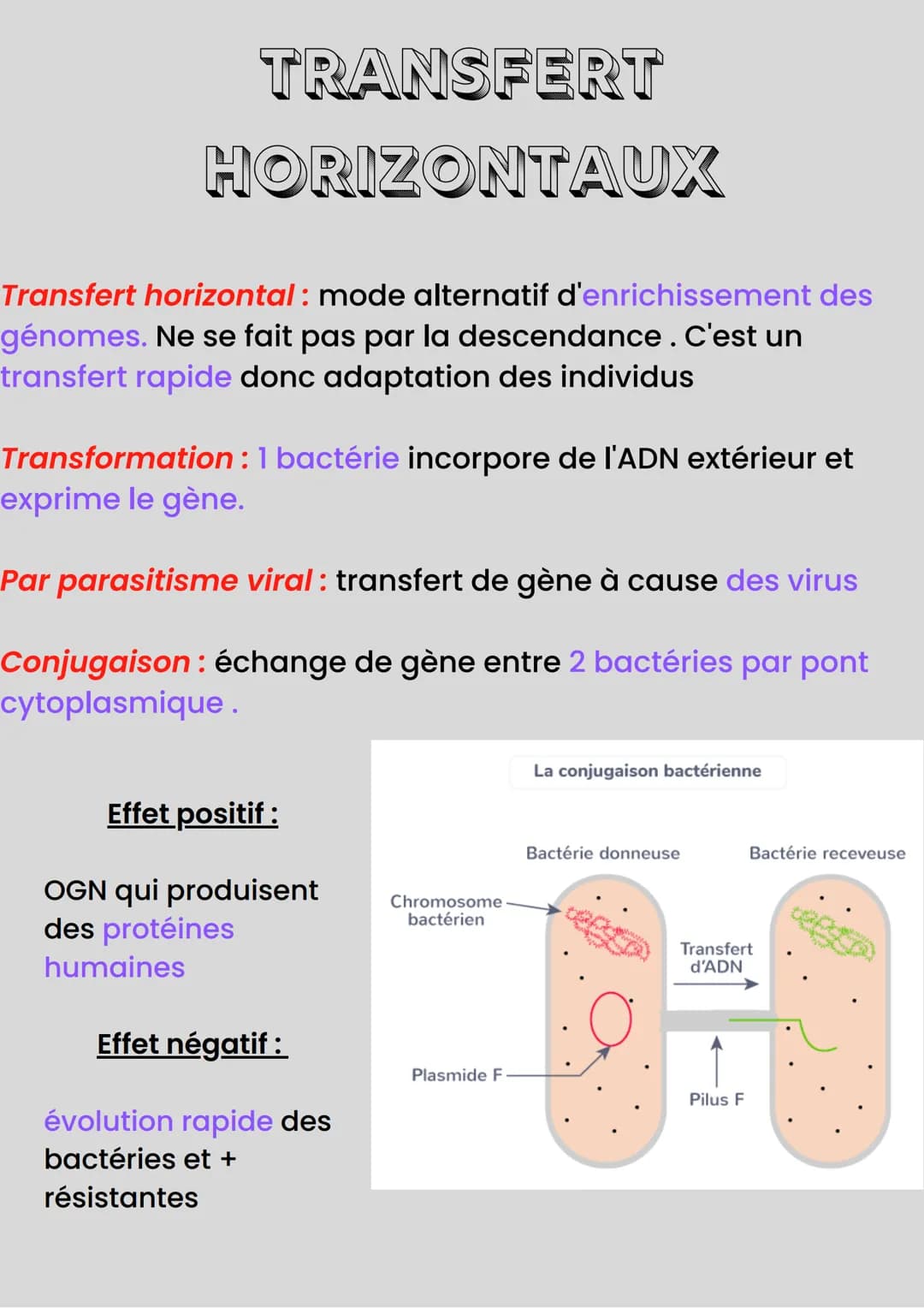 COMPLEXIFICATION
DES GÉNOMES
Des accidents chromosomiques pendant la méiose peuvent
avoir lieu, et sont souvent néfastes MAIS parfois viable