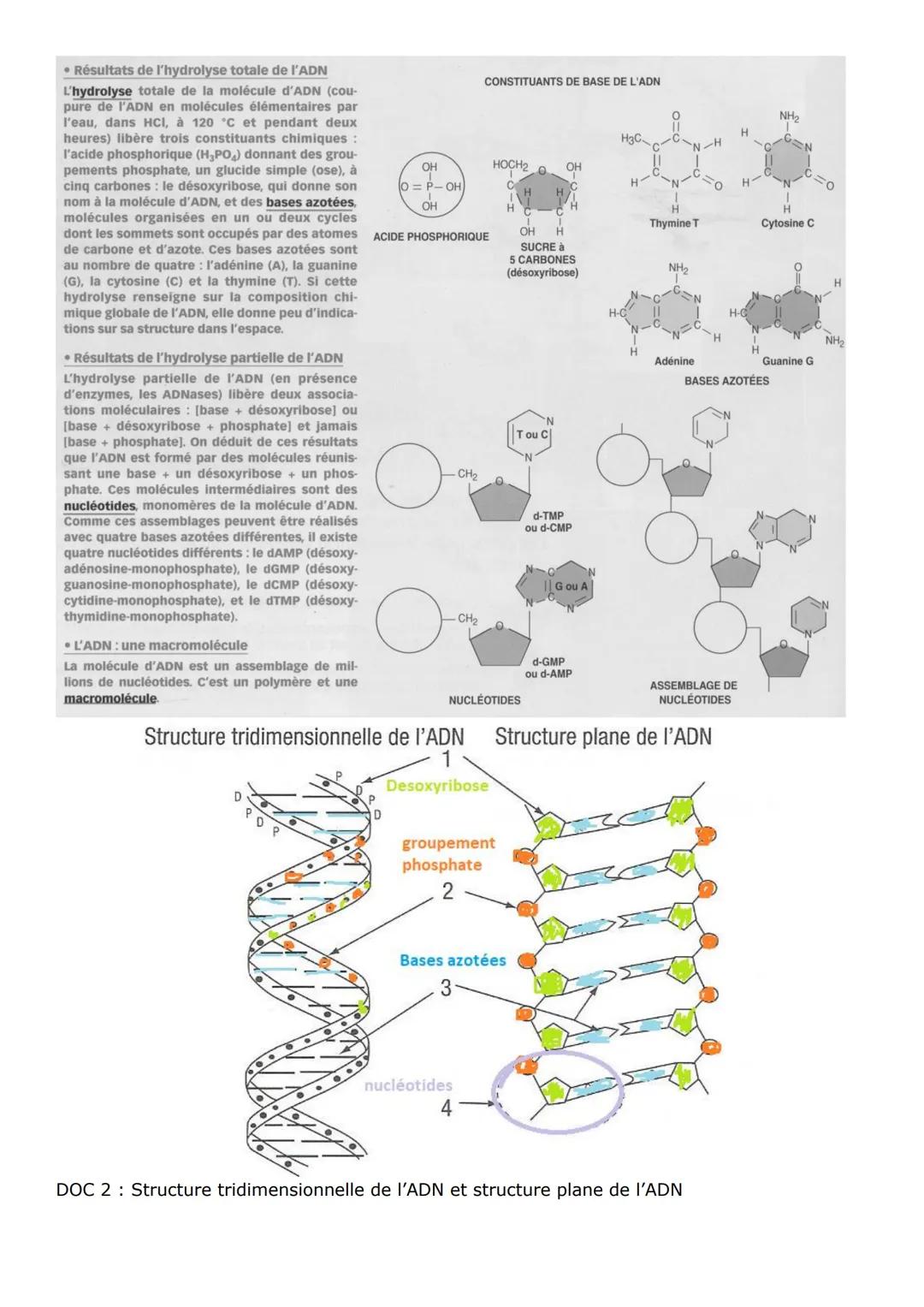 Partie 1 gènes et transmission de l'information génétique
Chap 1: cellule et information génétique
Activité 1 les différents niveaux d'organ
