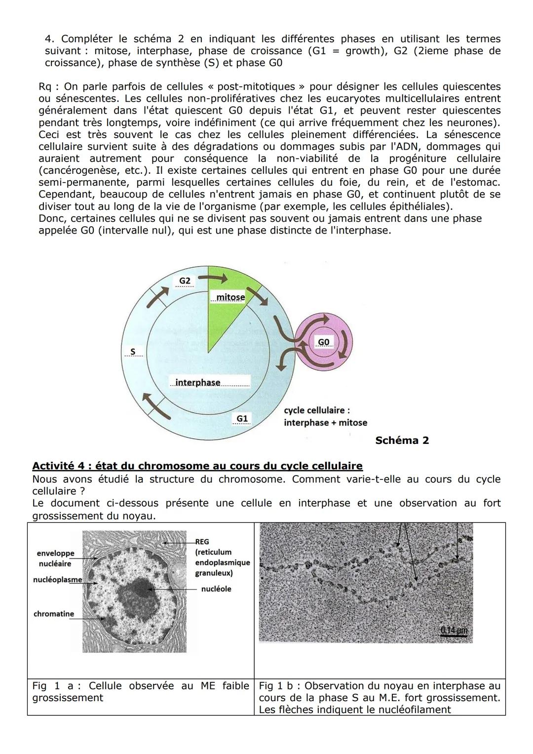 Partie 1 gènes et transmission de l'information génétique
Chap 1: cellule et information génétique
Activité 1 les différents niveaux d'organ