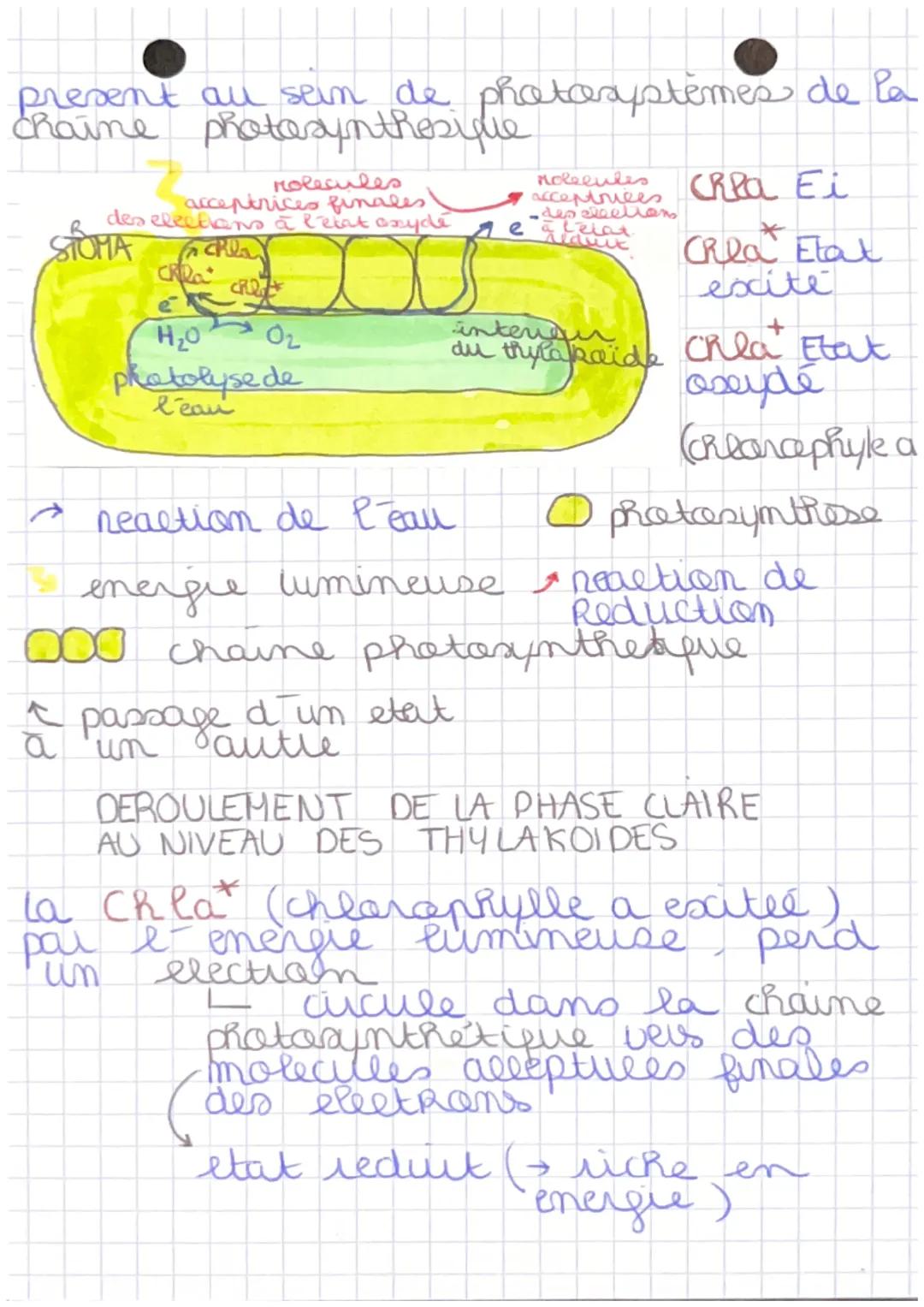 LA PRODUCTIOANDE LA MATIERE
1/3 C 5
ORGANIQUE
Chaque cellules chlorophyllienne contient
de nombreux chloroplastes
STUCTURE D'UN
CHLOROPLASTE