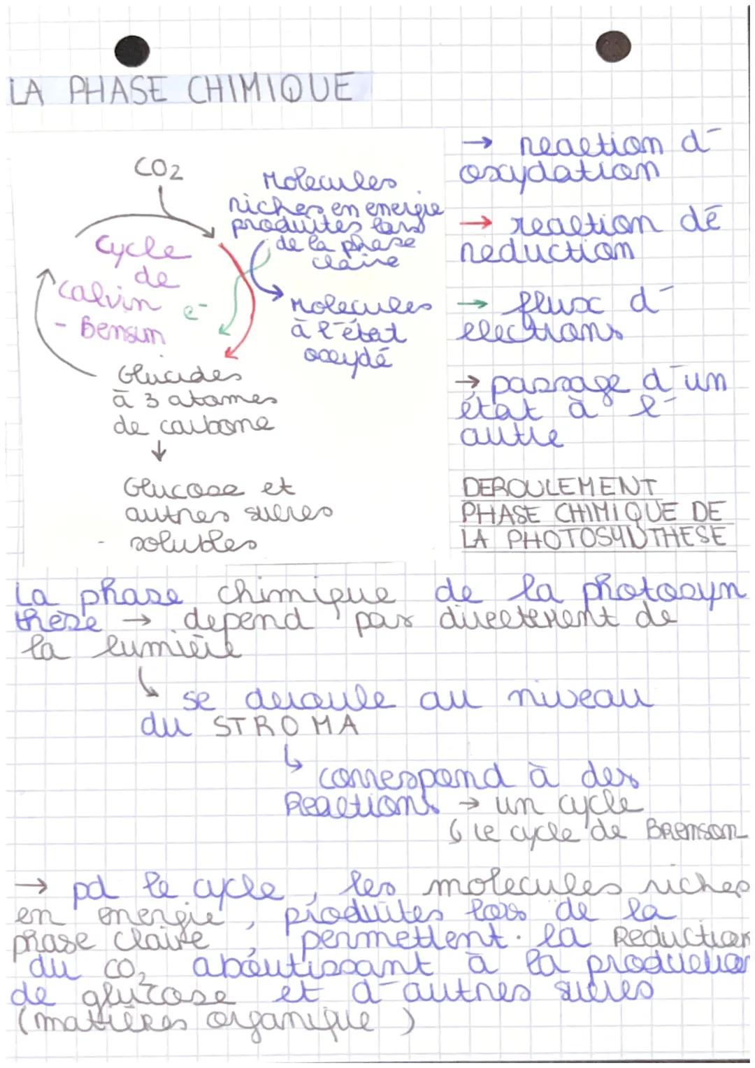 LA PRODUCTIOANDE LA MATIERE
1/3 C 5
ORGANIQUE
Chaque cellules chlorophyllienne contient
de nombreux chloroplastes
STUCTURE D'UN
CHLOROPLASTE