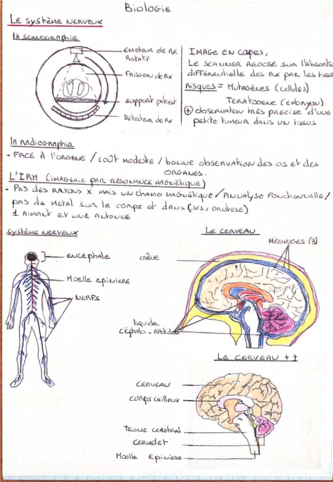 Le système NERVEUX
LA SCANDGRAphie
Biologie
•EMeteur de RX.
Rotahf
FAISSEAU de RX
support patient
Détecteur de Rx
IMAGE EN COPES,
LE SCANNER