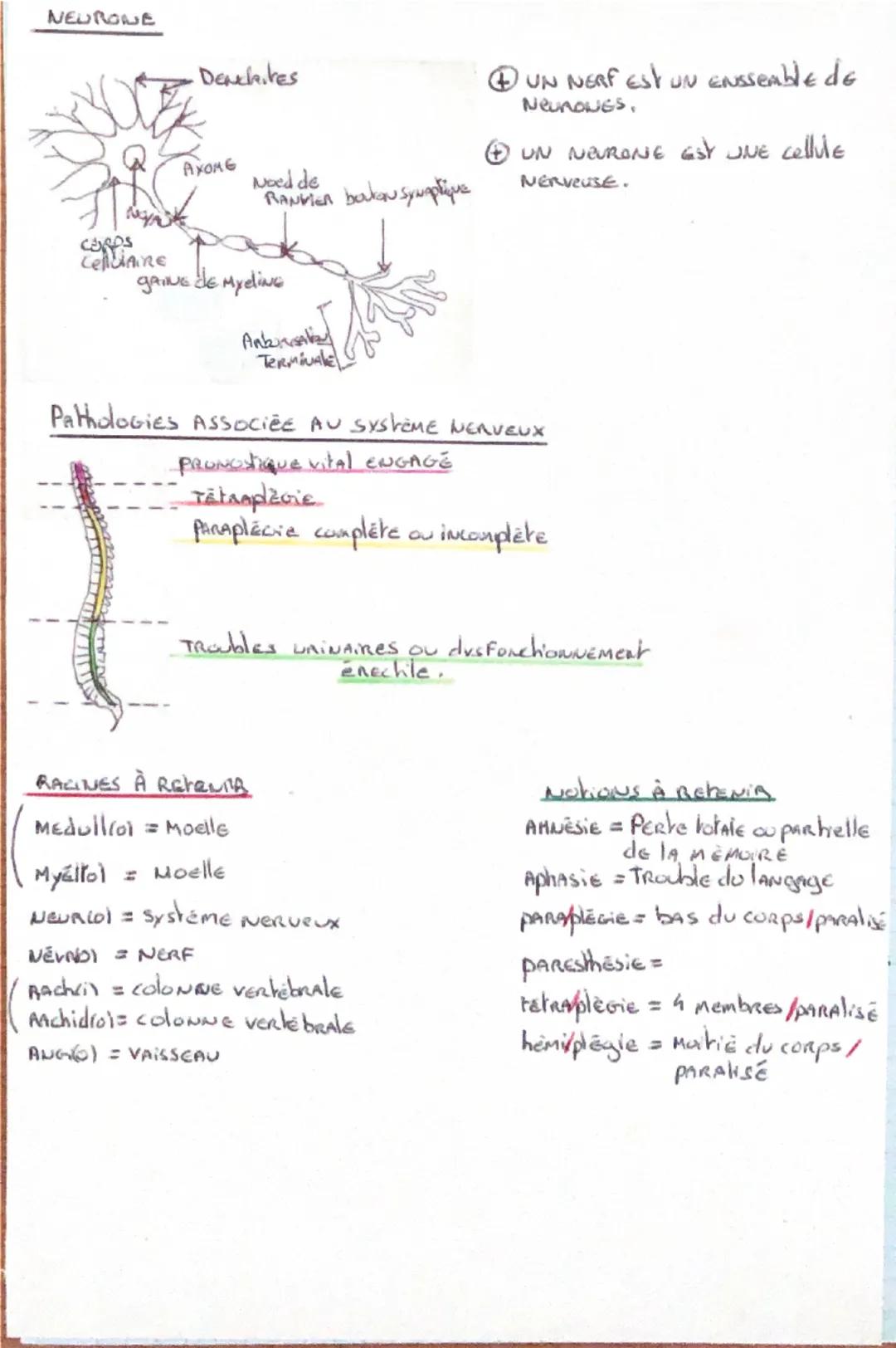 Le système NERVEUX
LA SCANDGRAphie
Biologie
•EMeteur de RX.
Rotahf
FAISSEAU de RX
support patient
Détecteur de Rx
IMAGE EN COPES,
LE SCANNER