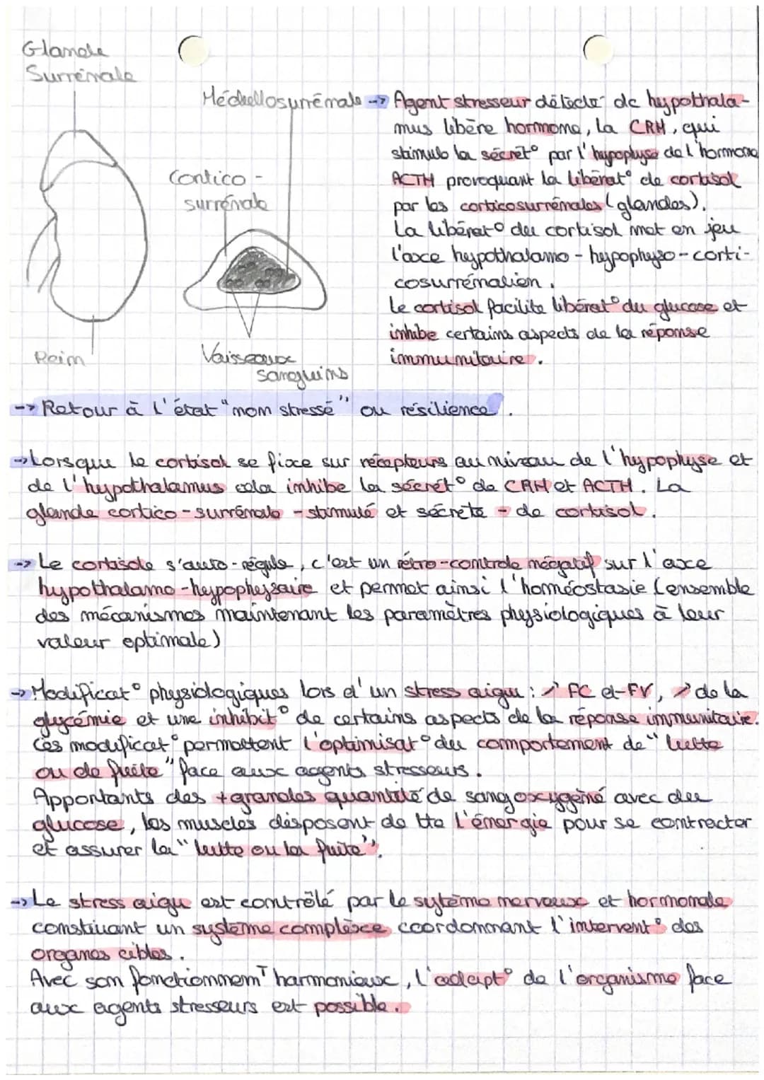1
SVT SPE
-> Le stress aigui est la réponse de l'organisme face aux agents stresseurs.
(maladie, blessure, chaleur, bruit, tabac, alcool, ex
