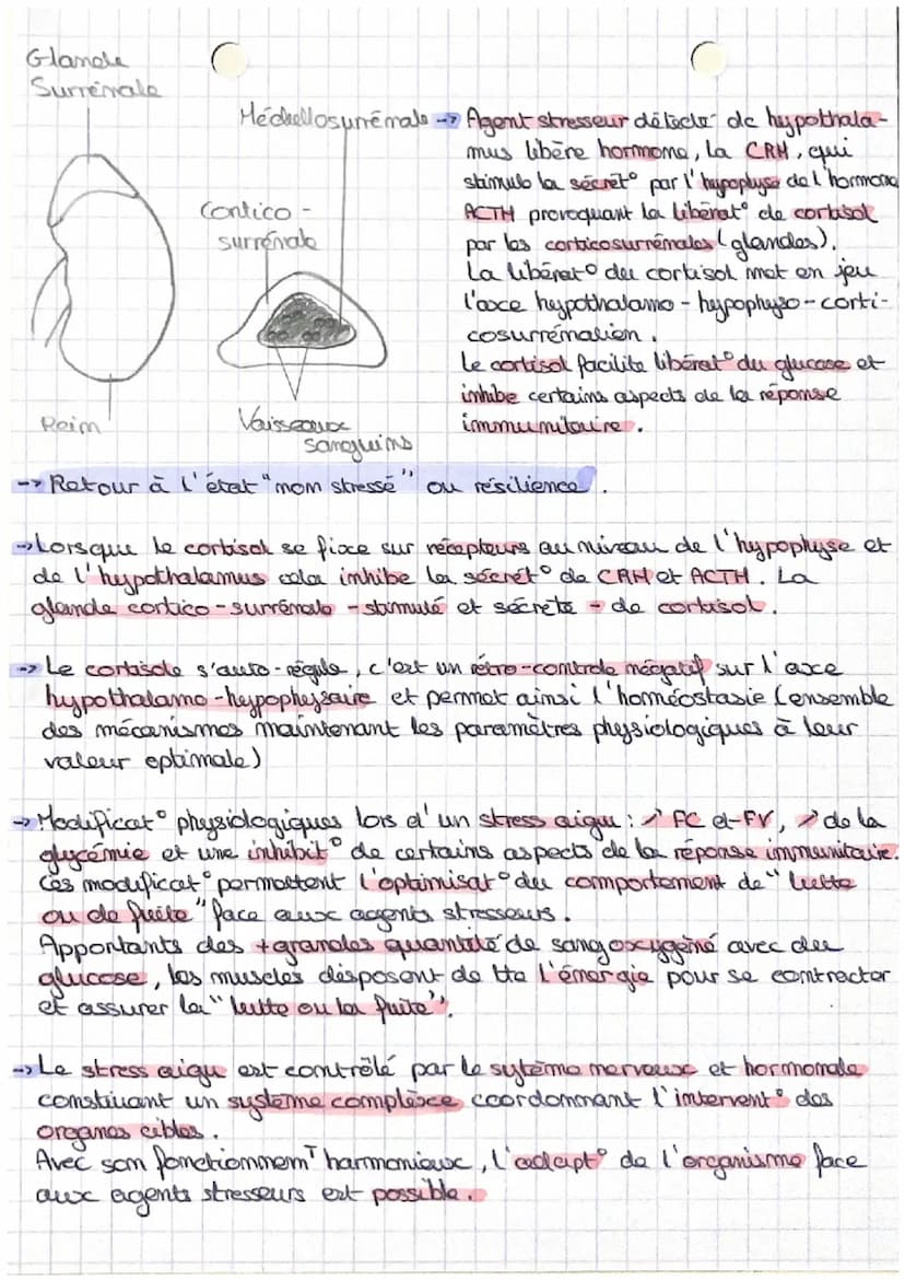1
SVT SPE
-> Le stress aigui est la réponse de l'organisme face aux agents stresseurs.
(maladie, blessure, chaleur, bruit, tabac, alcool, ex