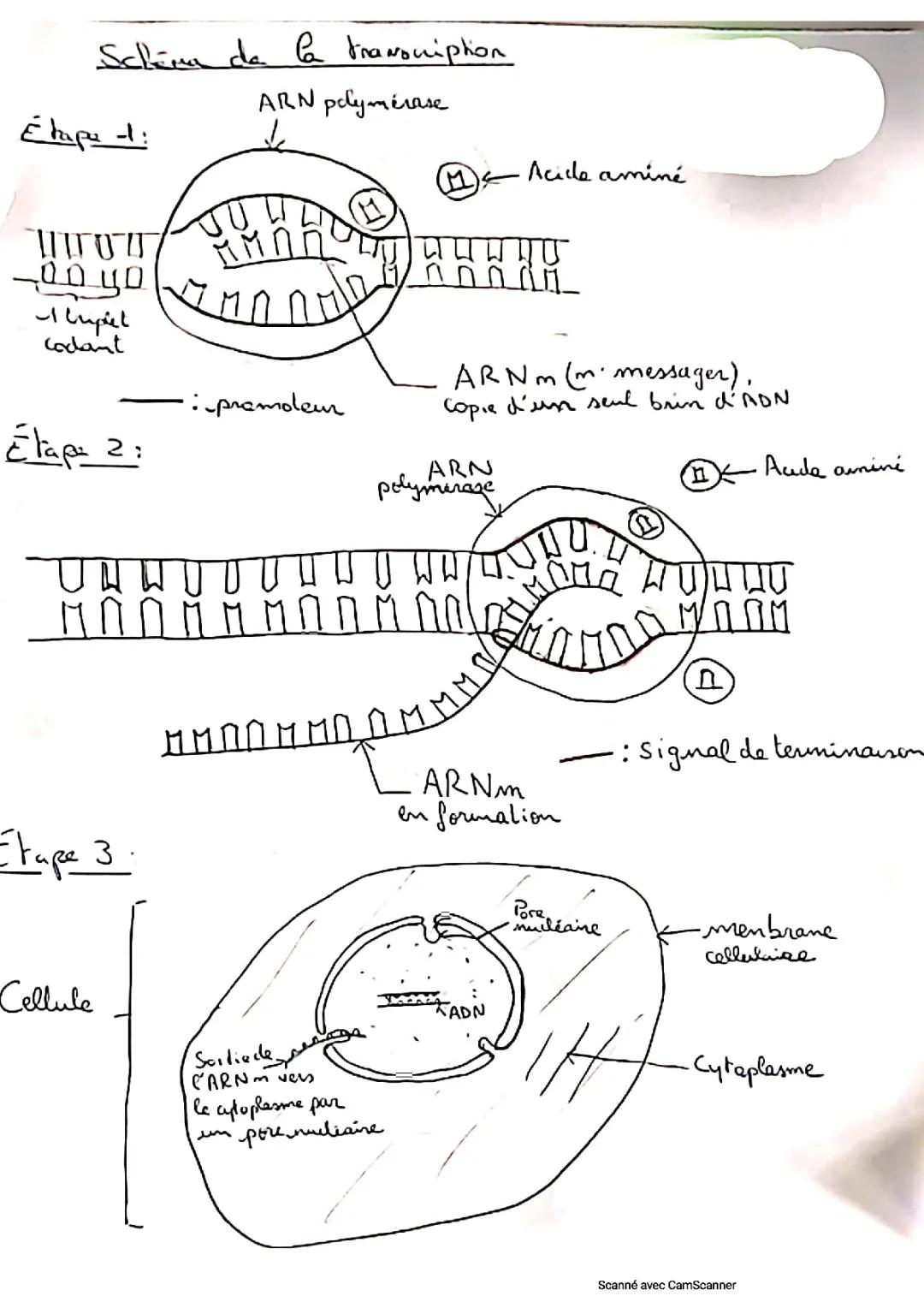 schéma transcription spé svt