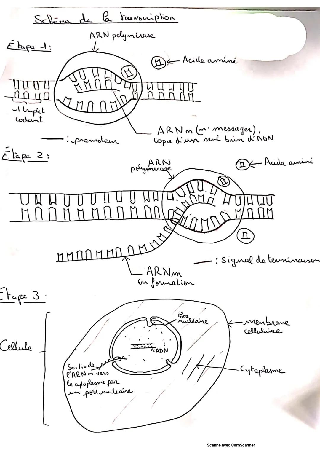 Schéma de la tranoviption
ARN polymerase
Étape -:
TUOT
00 yo
I lupet
Codant
Étape 2:
Etape 3
Cellule
:promoleur
U U U W W
ព០០ ដ ។ ព០ ៥.០០
H
