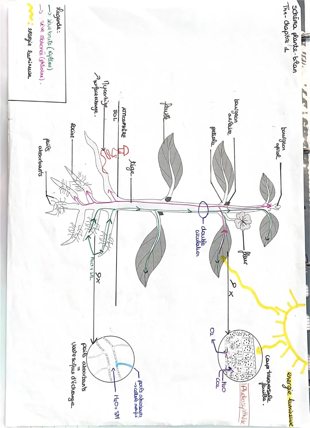 schema plante bilan
Tha-Chapitre 1
Legende:
-> seve brute (Ky lime)
: se've elaborée (phloine).
energie lumineuse
bourgeon
Paxilaire
feuille
