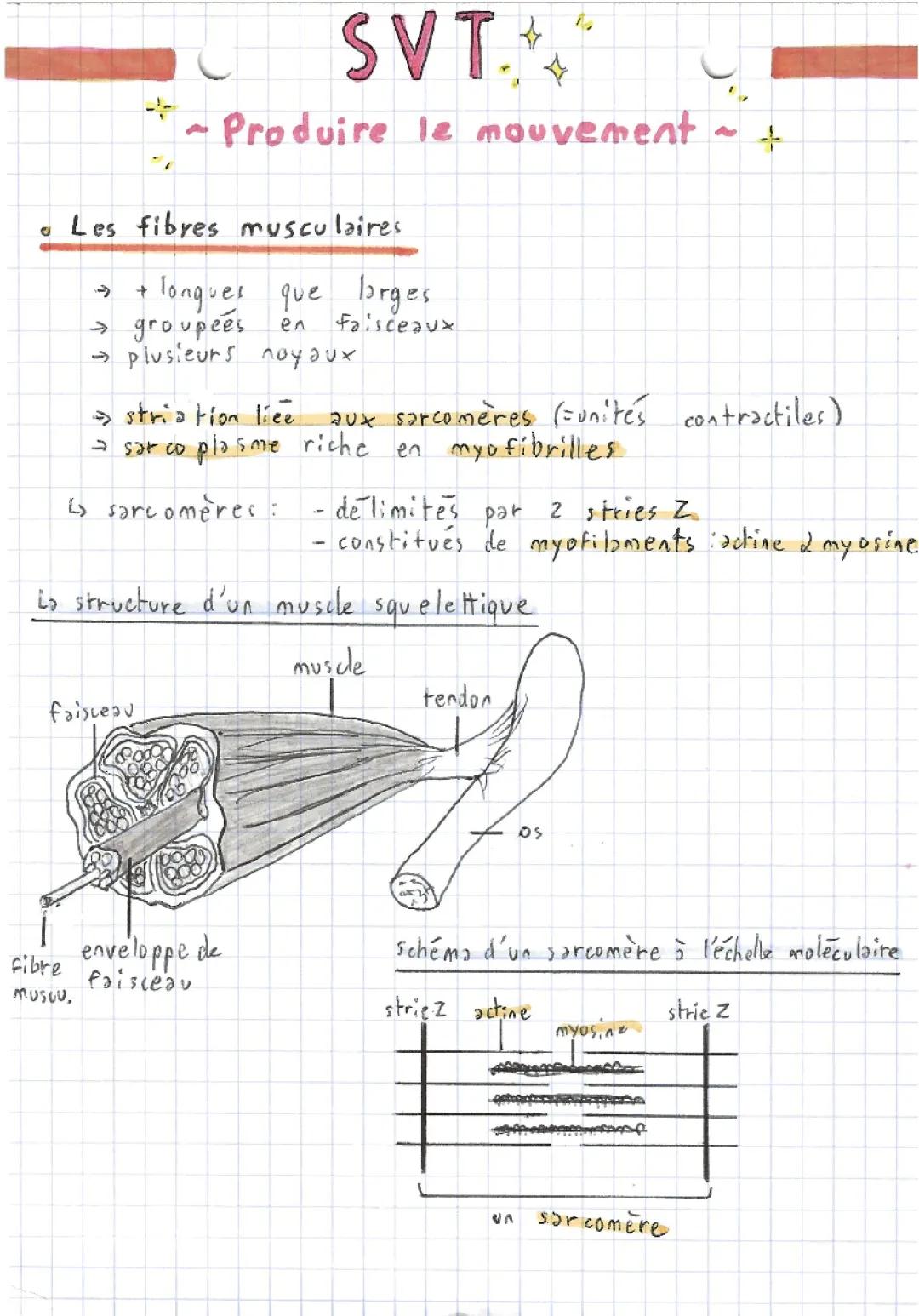 Les 5 étapes de la contraction musculaire et le rôle de l'ATP