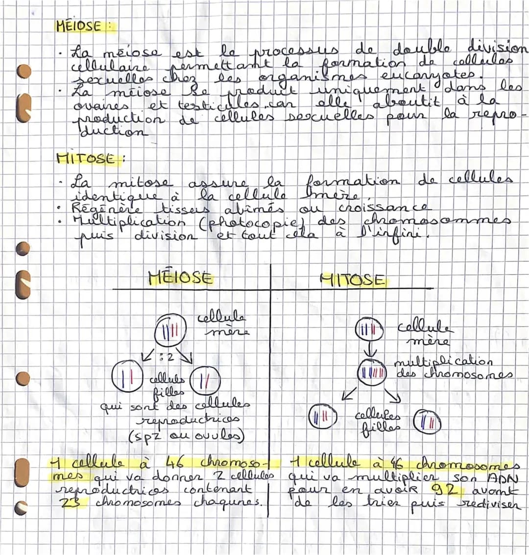 méiose/mitose 