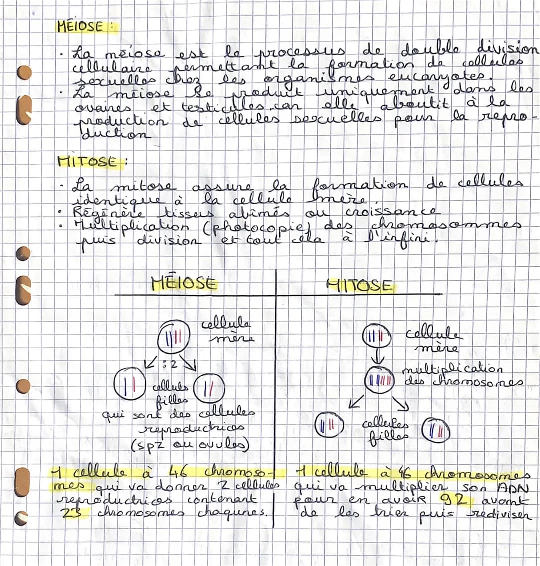 C
R
MEIOSE
La meiose est
le processus de double division
cellulaire permettant la
formation de cellules
sexuelles chez les organismes eucary