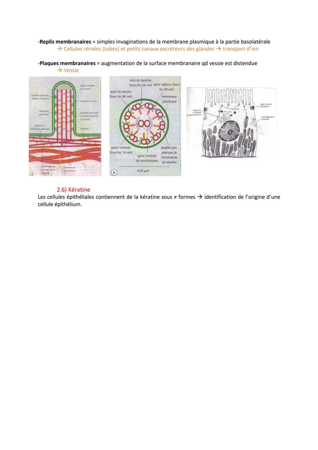 TISSUS EPITHELIAUX
1) Définitions
Épithélium = tissu formé de cellules étroitement associées, sans interposition intracellulaire et avec
une