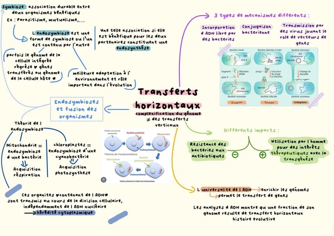 Complexification des génomes : transferts horizontaux et endosymbiose 