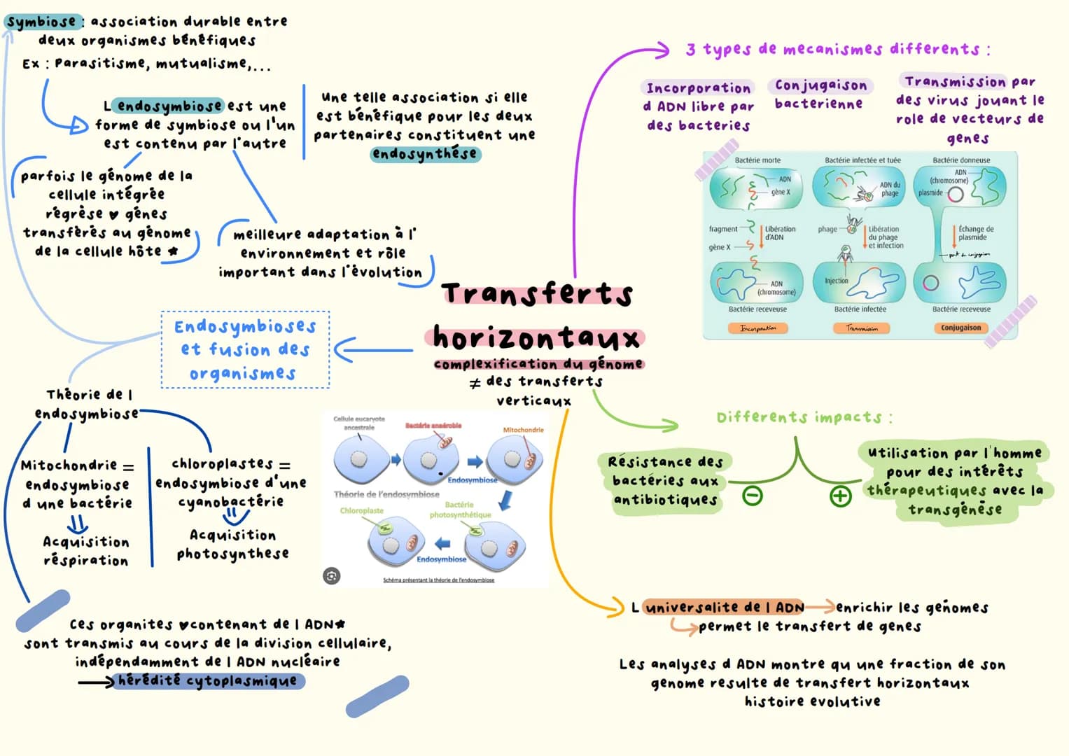Symbiose association durable entre
deux organismes bénéfiques
Ex: Parasitisme, mutualisme,...
6
L endosymbiose est une
forme de symbiose ou 