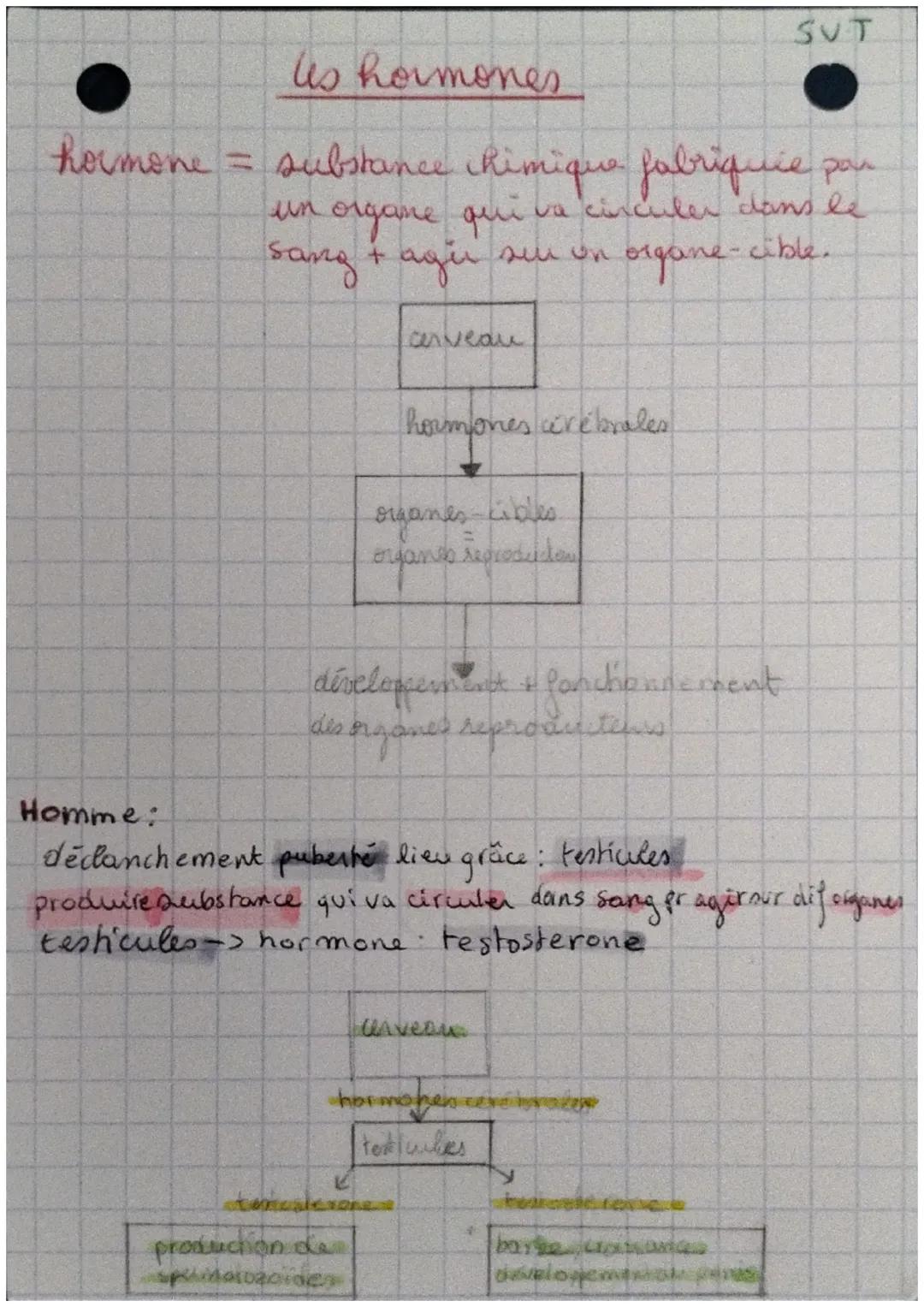 SUT
# lus hormones

hormone = substance chimique fabriquée pou
un organe qui va circuler dans le
sang & ager sur un organe-cible.

cerveau

