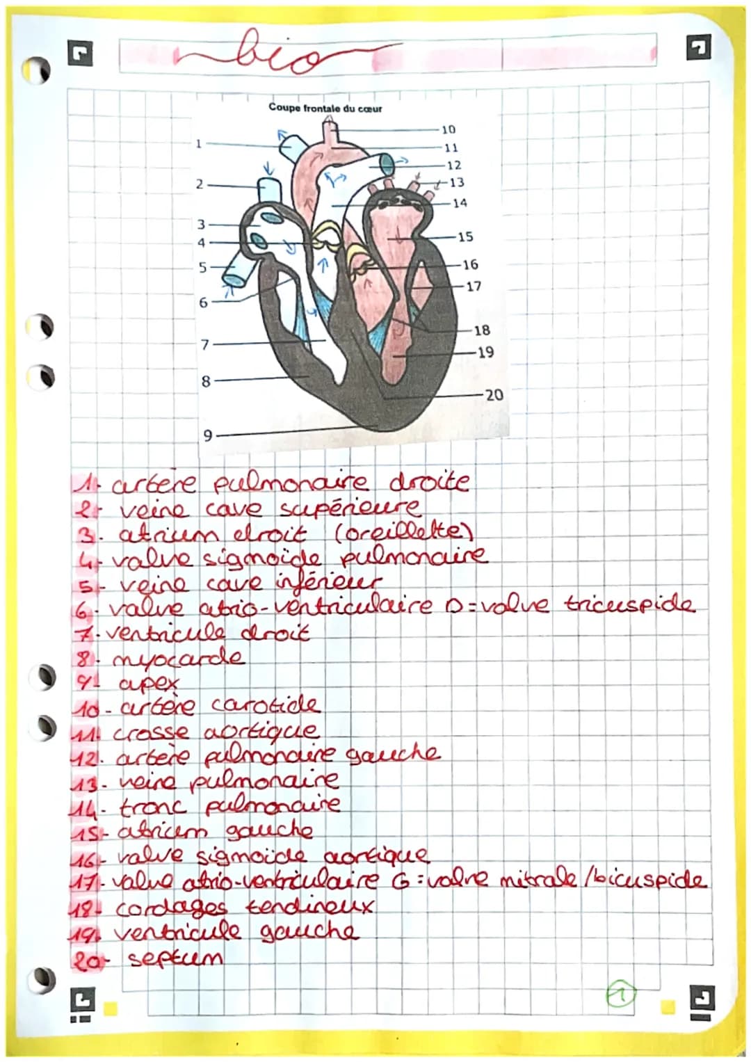 2
3
4
5
6
7
8
9
bio
Coupe frontale du cœur
13. heine pulmonaire.
14. tronc palmonaire
15 abricem gauche
10
11
-12
18- cordages tendineux
19.