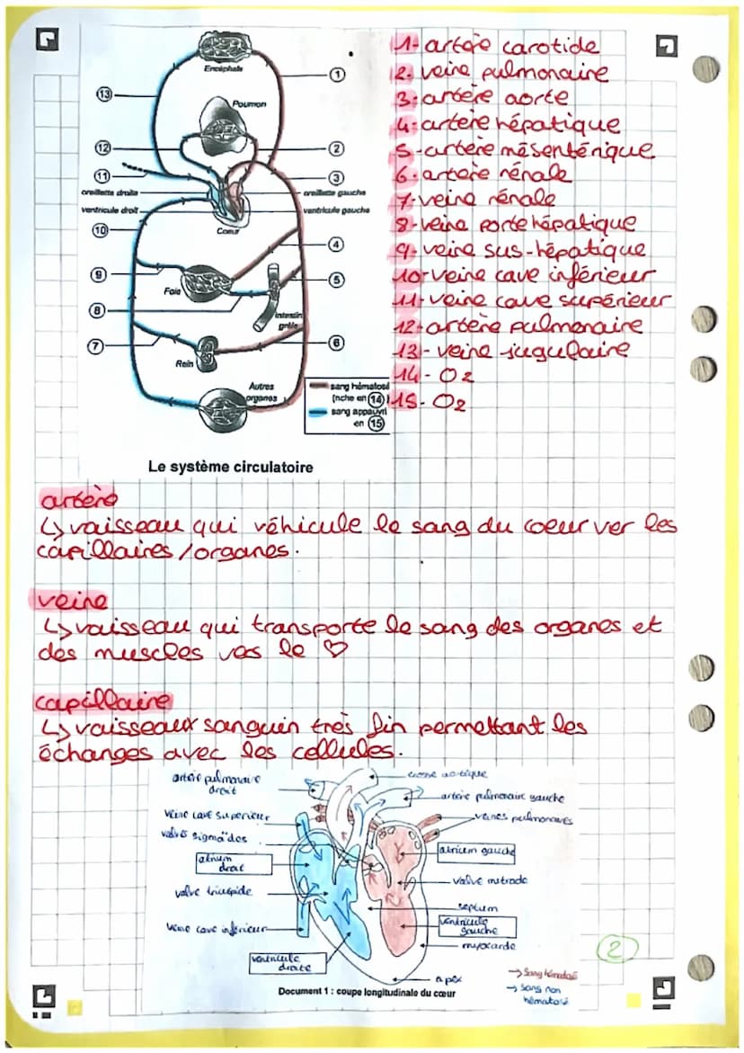 2
3
4
5
6
7
8
9
bio
Coupe frontale du cœur
13. heine pulmonaire.
14. tronc palmonaire
15 abricem gauche
10
11
-12
18- cordages tendineux
19.