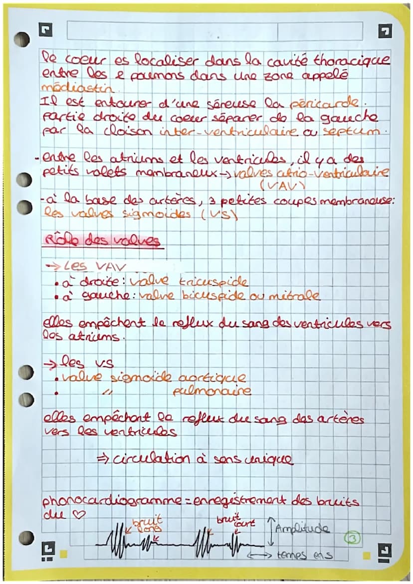 2
3
4
5
6
7
8
9
bio
Coupe frontale du cœur
13. heine pulmonaire.
14. tronc palmonaire
15 abricem gauche
10
11
-12
18- cordages tendineux
19.