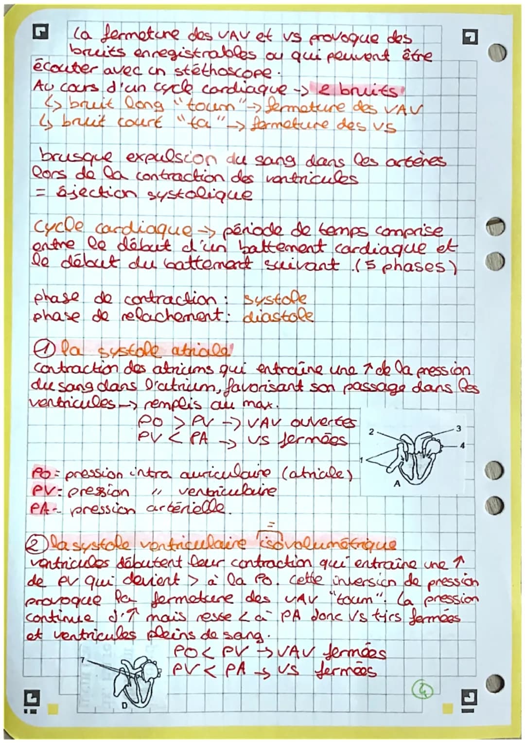 2
3
4
5
6
7
8
9
bio
Coupe frontale du cœur
13. heine pulmonaire.
14. tronc palmonaire
15 abricem gauche
10
11
-12
18- cordages tendineux
19.