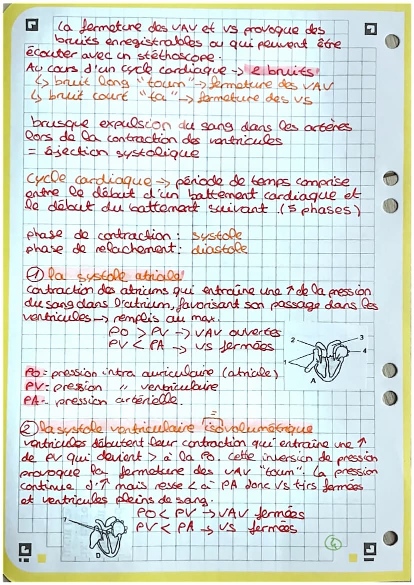 2
3
4
5
6
7
8
9
bio
Coupe frontale du cœur
13. heine pulmonaire.
14. tronc palmonaire
15 abricem gauche
10
11
-12
18- cordages tendineux
19.