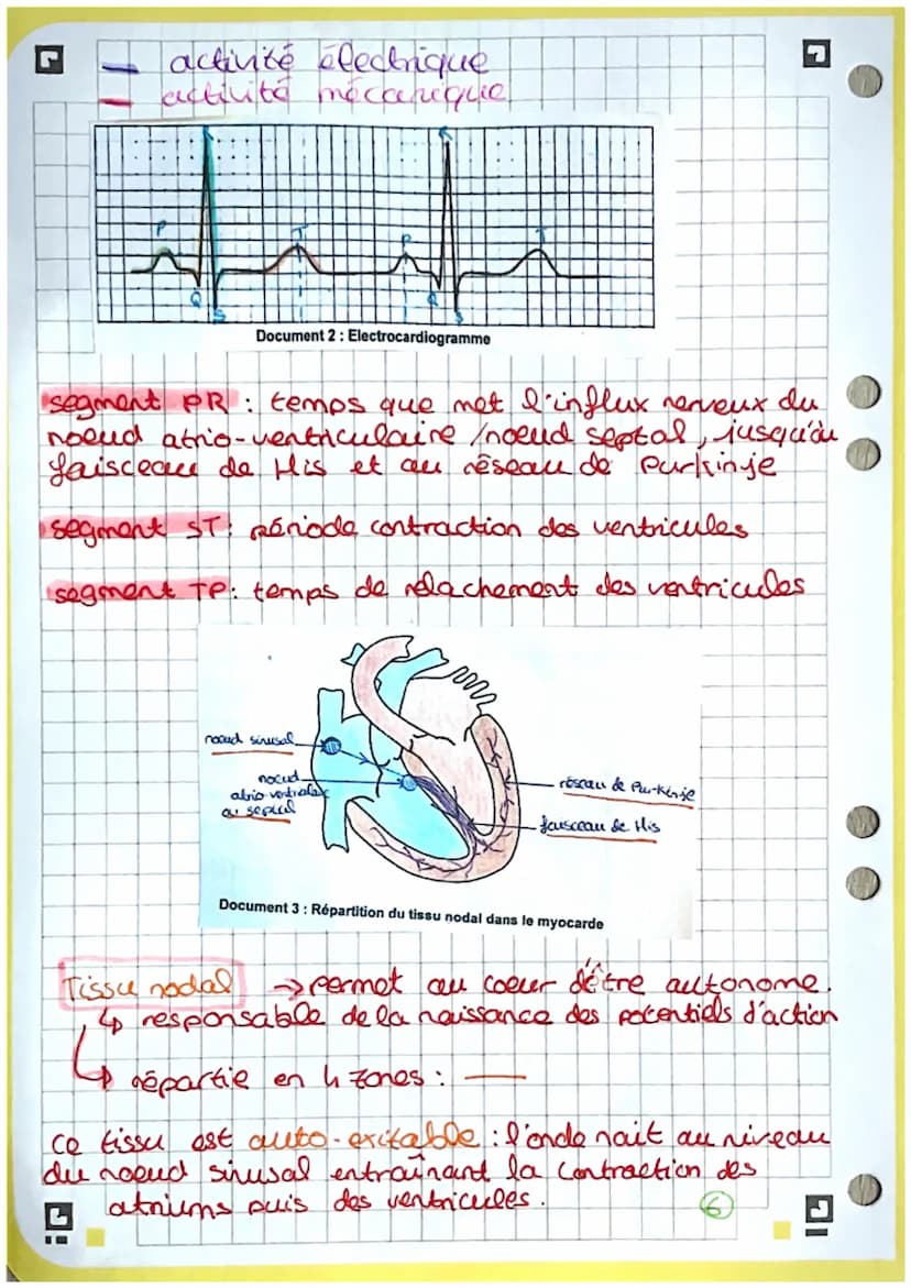 2
3
4
5
6
7
8
9
bio
Coupe frontale du cœur
13. heine pulmonaire.
14. tronc palmonaire
15 abricem gauche
10
11
-12
18- cordages tendineux
19.