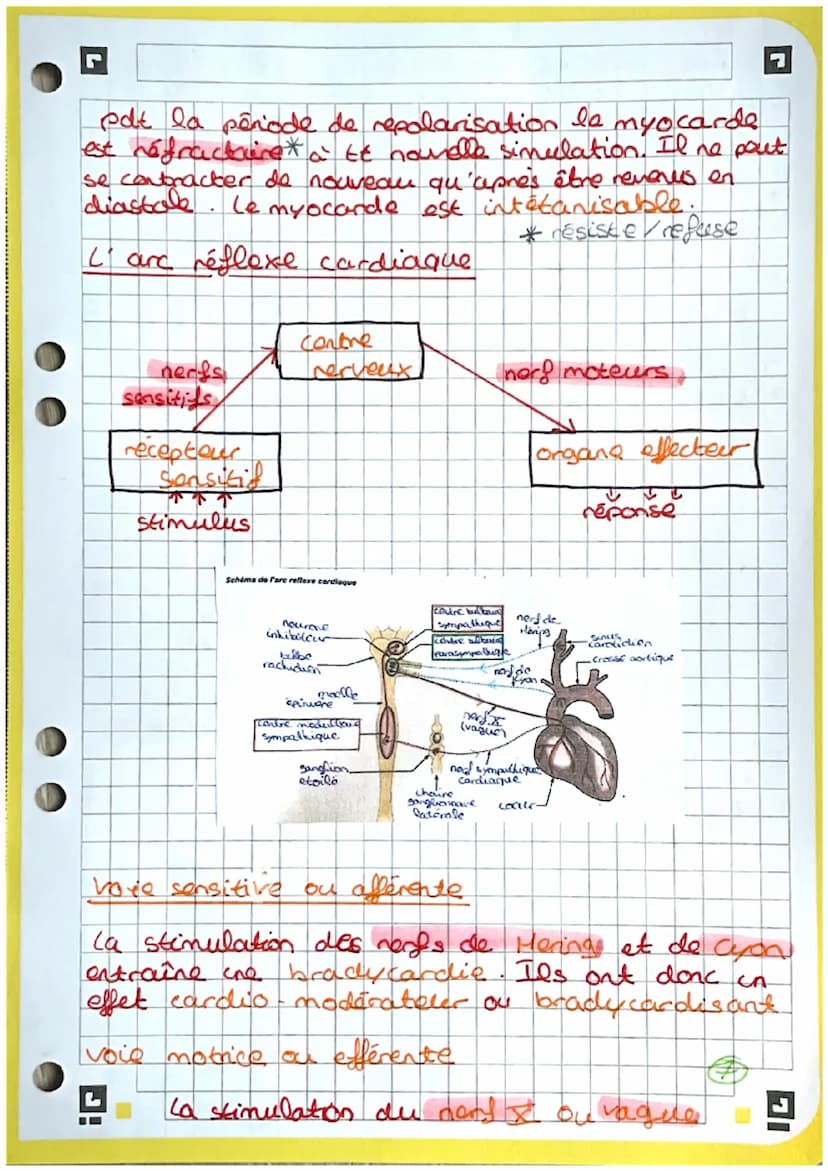 2
3
4
5
6
7
8
9
bio
Coupe frontale du cœur
13. heine pulmonaire.
14. tronc palmonaire
15 abricem gauche
10
11
-12
18- cordages tendineux
19.