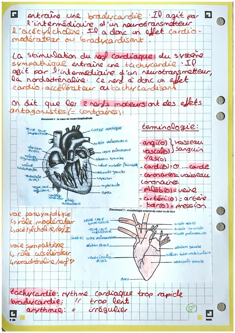 2
3
4
5
6
7
8
9
bio
Coupe frontale du cœur
13. heine pulmonaire.
14. tronc palmonaire
15 abricem gauche
10
11
-12
18- cordages tendineux
19.