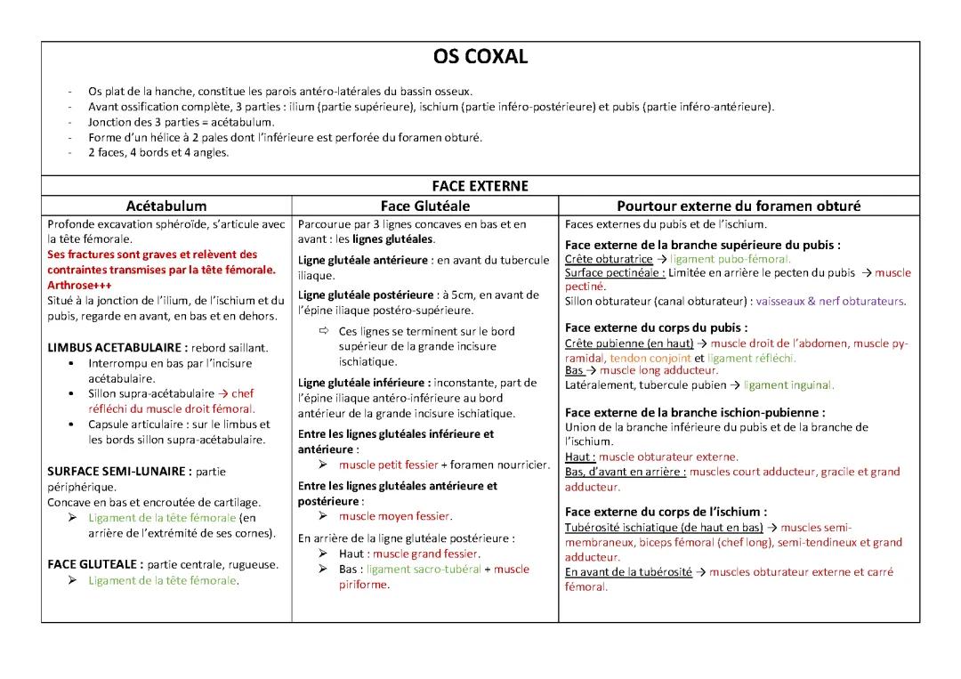 L'Os Coxal