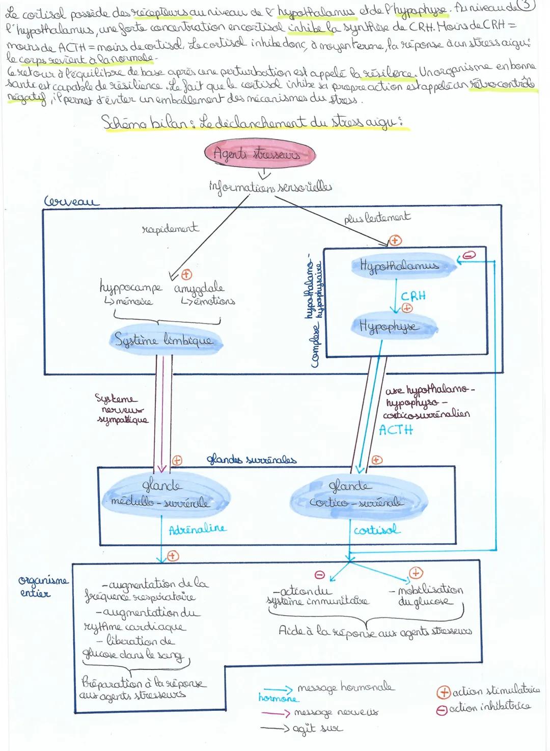 # CHAPITRE 4: Comportements et stress: vers une vision

intégrée de l'organisme

L'adaptabilité de l'organisme : exemple du stress aigu

des