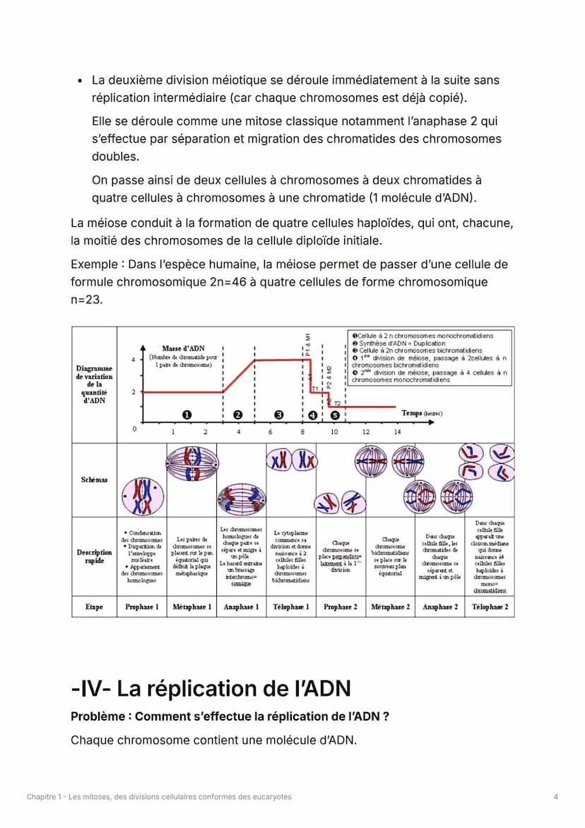 Chapitre 1 - Les mitoses, des
divisions cellulaires conformes
des eucaryotes
À savoir
•
Comprendre au niveau moléculaire la réplication semi