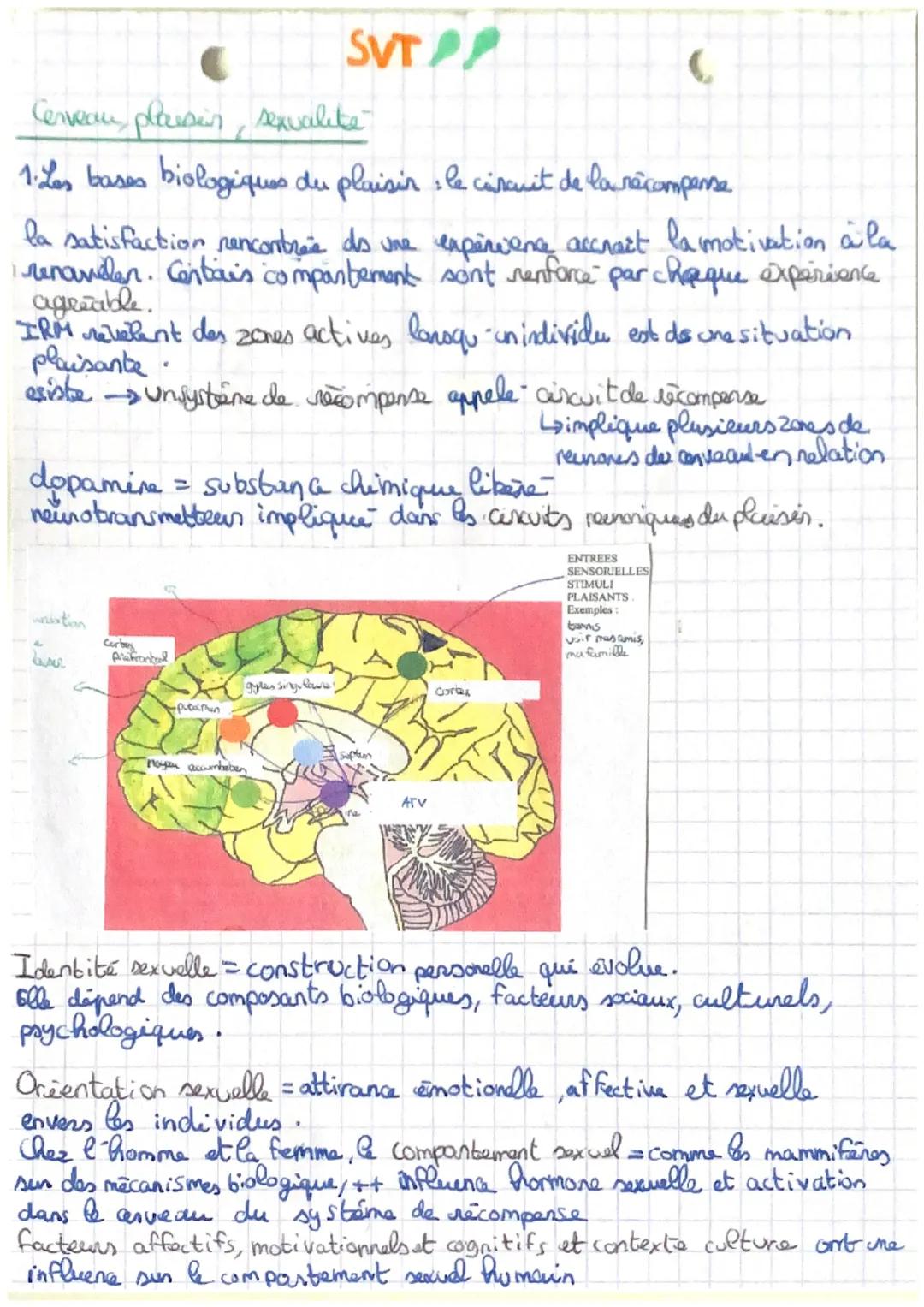 SVT

Cerveau plaisir, sexvalite

1. Les bases biologiques du plaisir : le circuit de la récompense

la satisfaction rencontrée des une exper