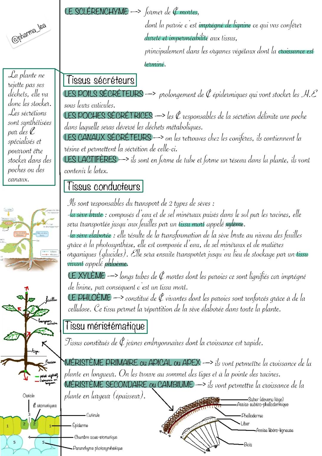 Les tissus végétaux 