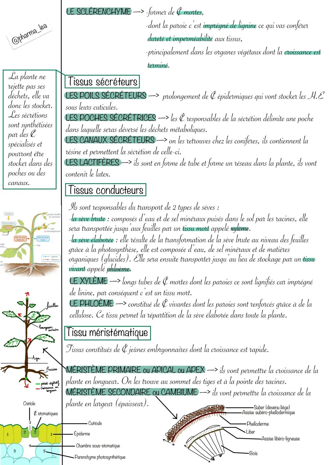 @pharma_lea
ne
La plante
rejette pas ses
déchets, elle va
donc les stocker.
Les sécrétions
sont synthétisées
des l
spécialisés et
pourront ê